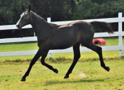 Dreamer 1yo 8-15