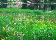 5d-wildflowers&lake